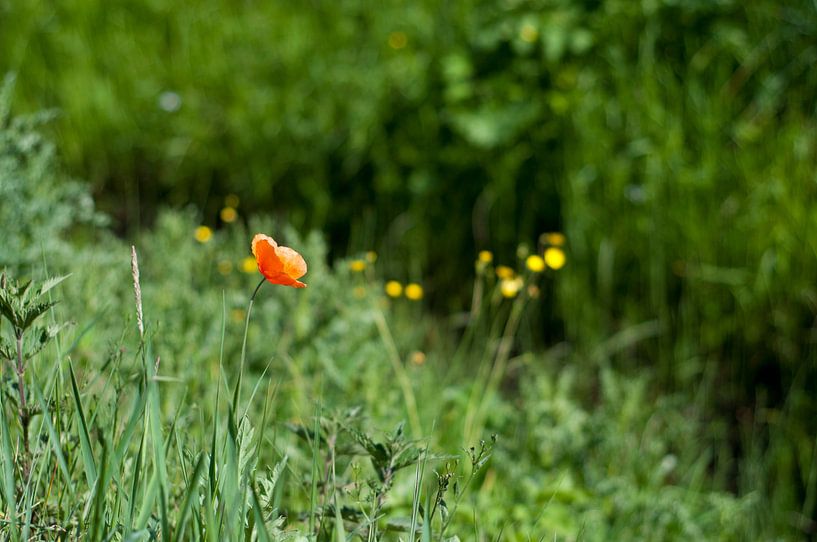 Klaproos in het gras van Anita van Hengel