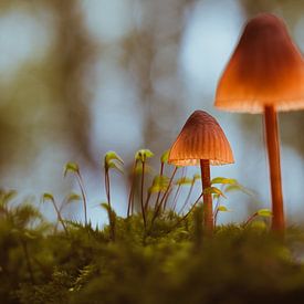 Light falling in silence by van Veen Allround Photography