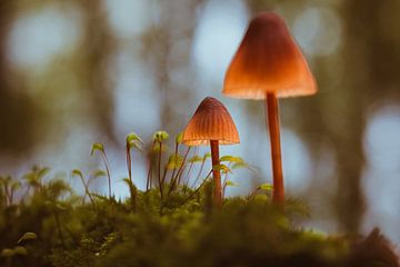 Lichtval in stilte van van Veen Allround Photography