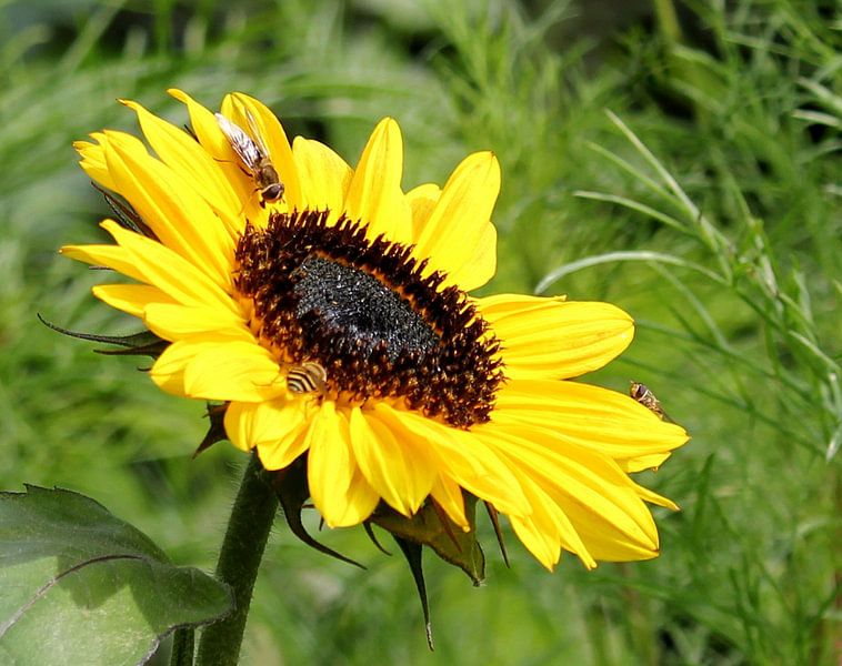 Die Sonnenblume von Jose Lok