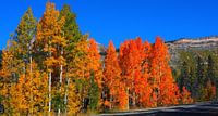 Indian Summer - Colorado  