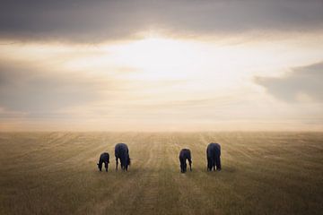 Vast landscape with Friesian horses by Laura Dijkslag
