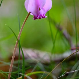 Rosa Wildes Alpenveilchen von Adri Vollenhouw
