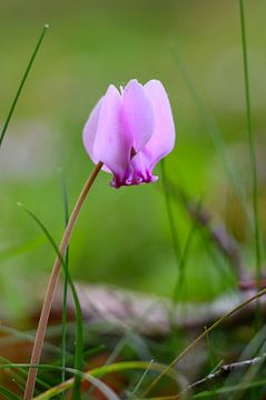 Rosa Wildes Alpenveilchen