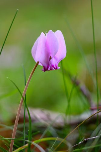 Roze wilde cyclaam