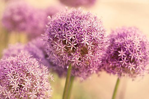 Verträumter Sommer Garten mit großen Allium