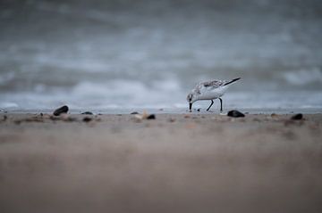 Beachcomber by Jesper Stegers