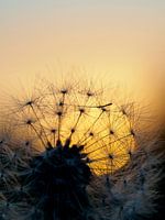 Paardenbloem zonsondergang