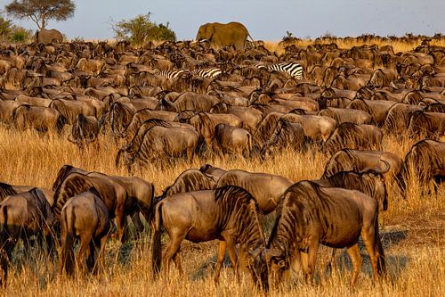 gnoe kudde w. reisgenoten