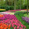 Bloemenveld in de Keukenhof van Tamara Witjes