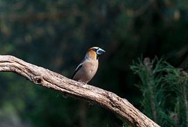 Kernbeißer im Wald am Lemelerberg von Merijn Loch