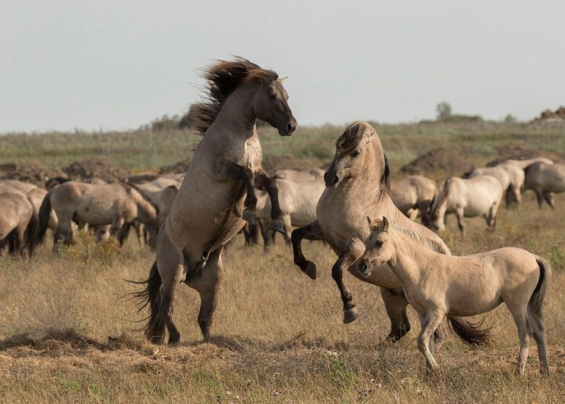 who is the boss by anja voorn