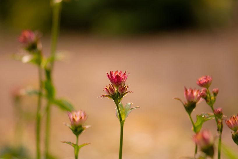 lente van Tania Perneel