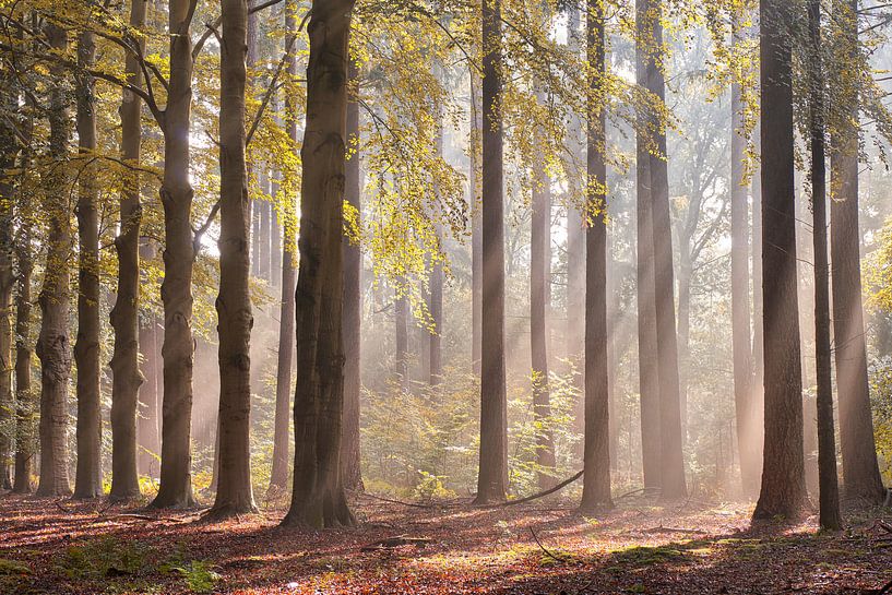 Strahlender Morgen im Wald von Cor de Hamer