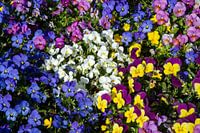 Kleurenpracht van de frisse viooltjes in het voorjaar