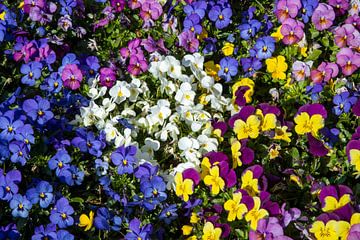 Kleurenpracht van de frisse viooltjes in het voorjaar van Jani Moerlands