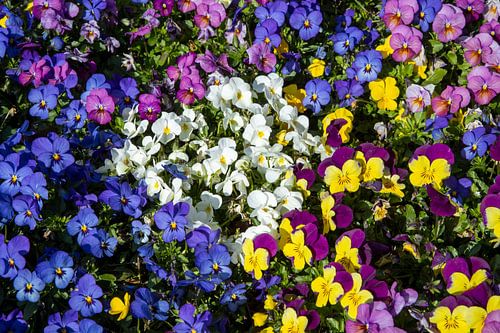 Des violettes fraîches et colorées au printemps