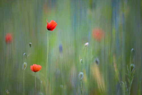 Roses rouges & vertes