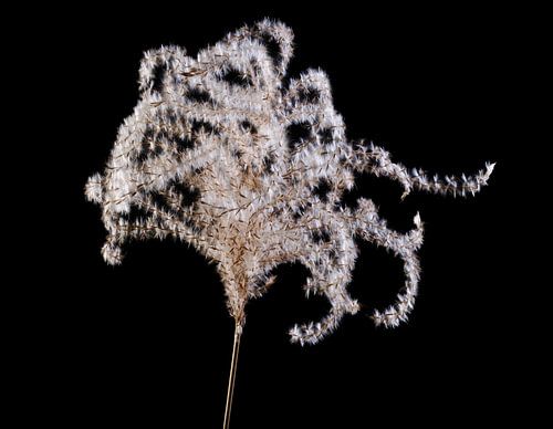 Abstracte macro van een pampagrasblad