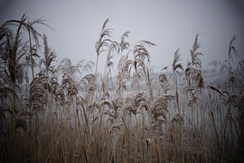 Schilfrohr im Winter