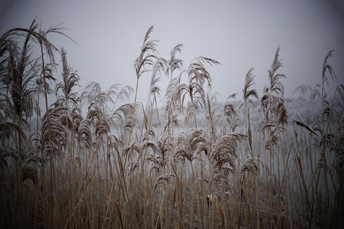 Les roseaux en hiver