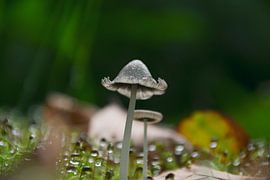 Paddenstoel omringd door regendruppels  von Jaike Reinders