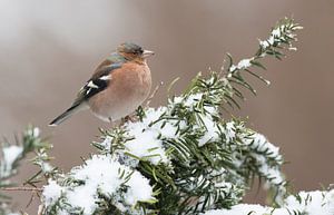 Finch (male)  by Rando Kromkamp