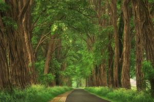 Spring Road von Martin Podt