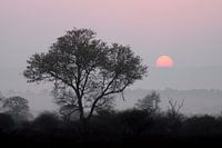 Black tree, red sun