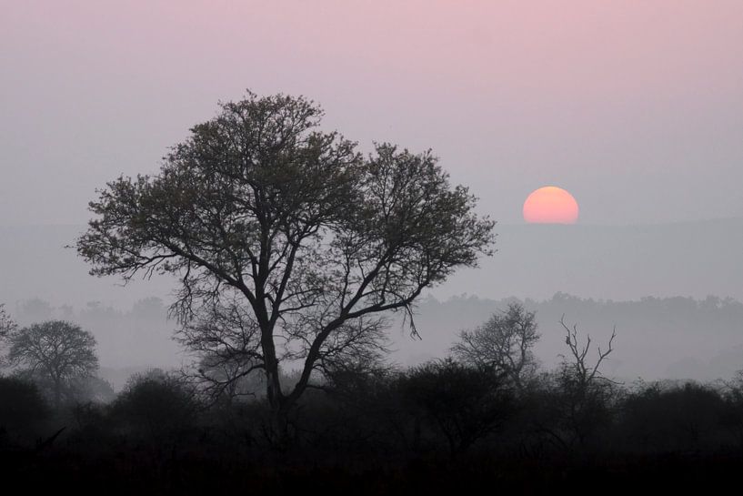 Black tree, red sun van Studio voor Beeld