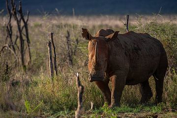 Afrikanisches Rhinozeros von Jorick van Gorp