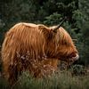 Schotse hooglander in het bos van Danielle de Graaf