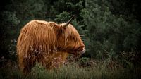 Schotse hooglander in het bos