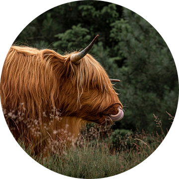 Schotse hooglander in het bos van Danielle de Graaf