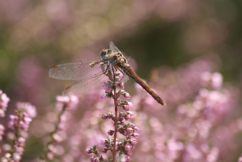 Libelle in der Heide von Anja Bagunk