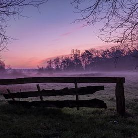 Weiland in de morgen van Remko Ongersma