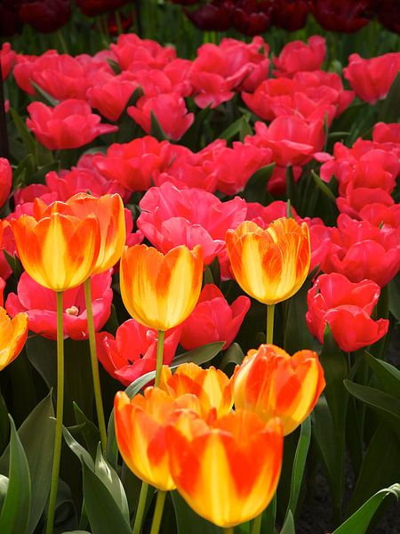 Flower Power by Mike Gatting