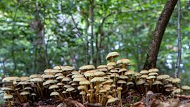 Mushroom gnome village.