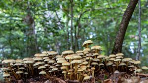 Mushroom gnome village.