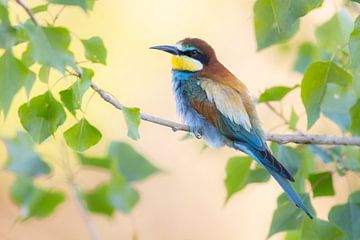 Bee-eater by Daniela Beyer