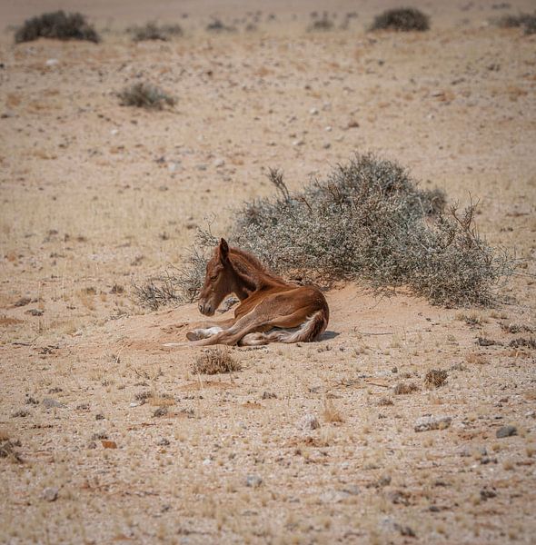 Wild horse foal in Garub in Namibia, Africa by Patrick Groß