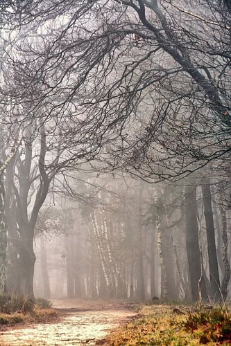 Bospad in de mist