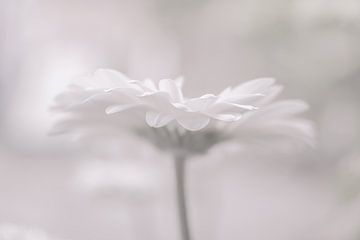 Bloemen, gerbera, wit van Caroline Drijber