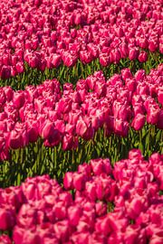 A field of pink tulips in bloom in the Netherlands by Jeroen Berendse