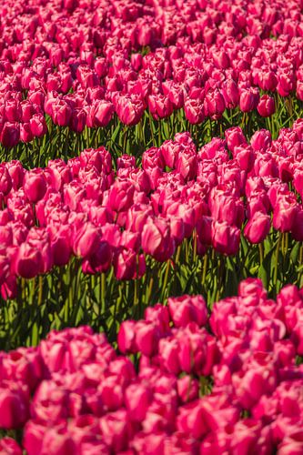 Roze tulpenveld in bloei Nederland
