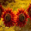 Rote Sonnenblumen - Schichtkunst mit Musik und Zeit von Saranda Foto Art
