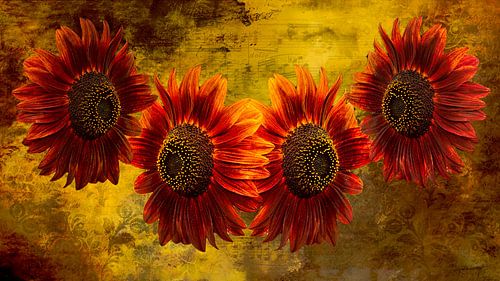 Rote Sonnenblumen - Schichtkunst mit Musik und Zeit von Saranda Foto Art