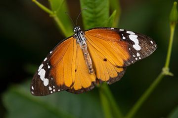 Kleurig getekende Hypolimnas Misippus vlinder van Frans Rombout