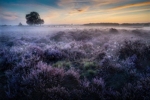 Purple heather with fog in Hilversum