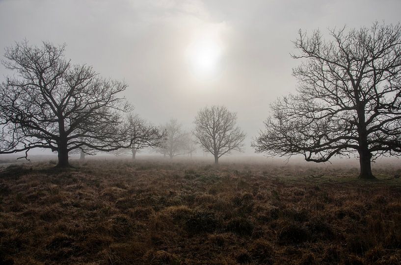 Un matin brumeux près de Dwingeloo par Frans Blok